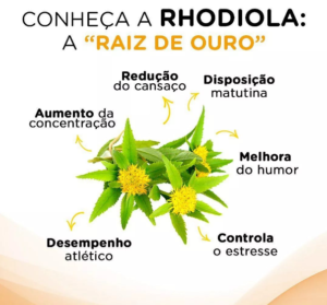 conheca a rhodiola raiz de ouro