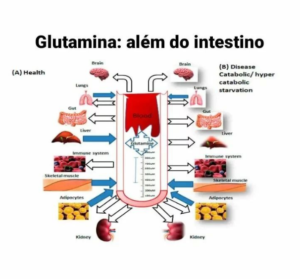 Glutamina - Além do Intestino