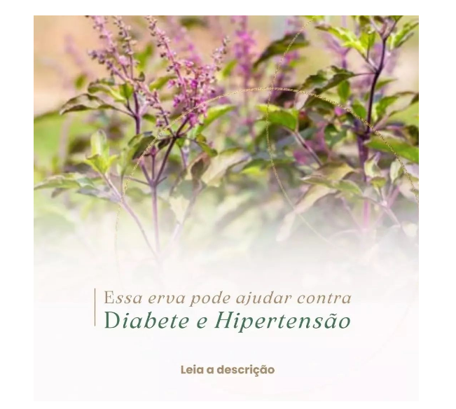 Erva pode Ajudar Contra Diabetes e Hipertensão