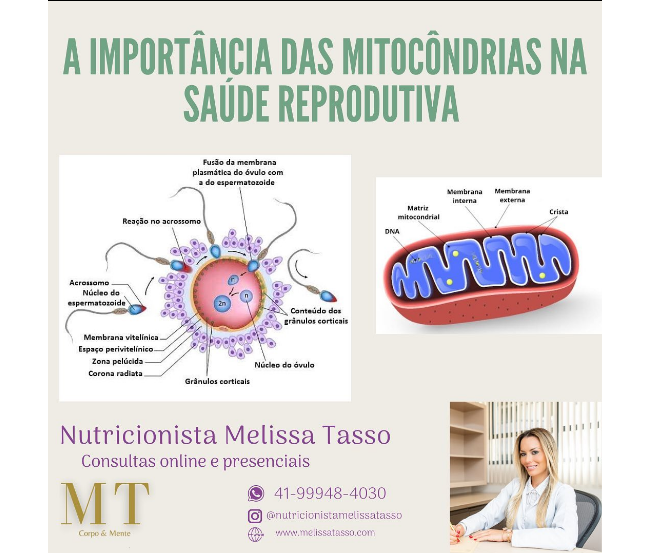 a importancia das mitocondrias na saude reprodutiva