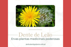 Planta Dente de Leão