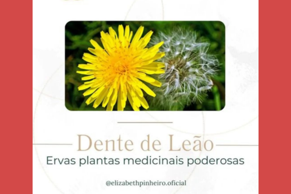 Planta Dente de Leão