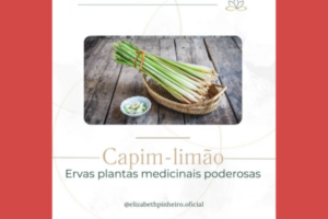 Planta Capim Limão