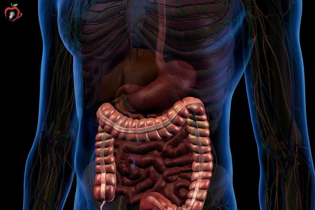 pdn intestino 14