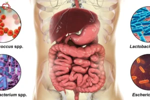 pdn intestino 15